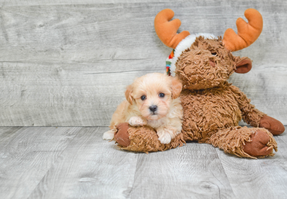 Best Maltipoo Baby