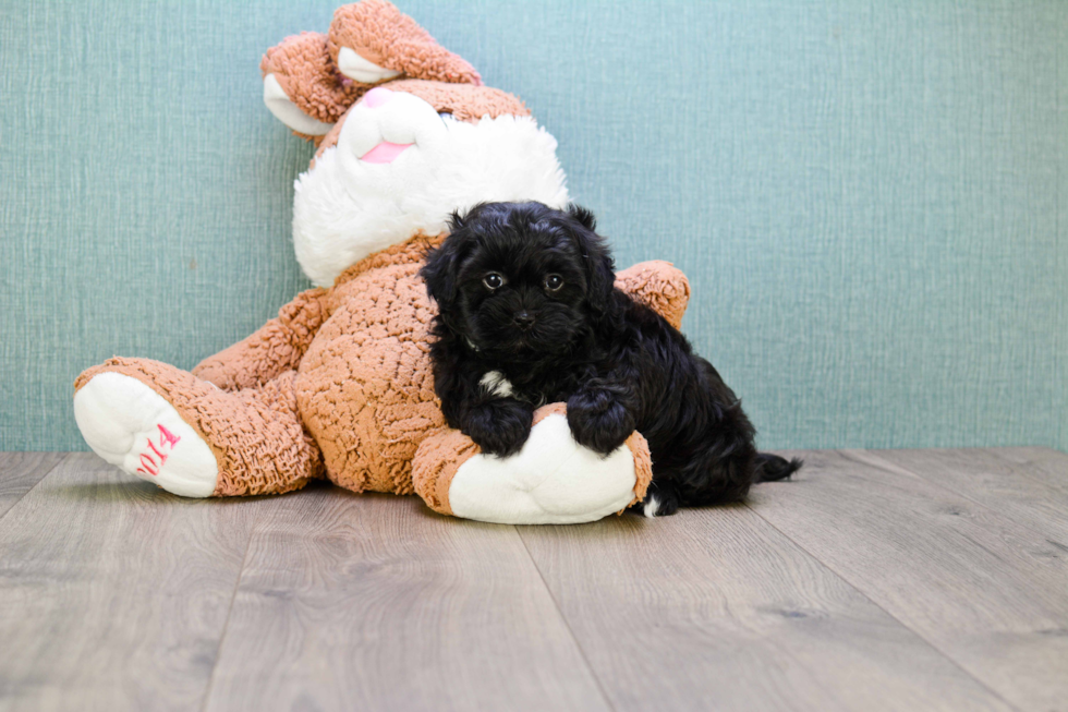 Teddy Bear Pup Being Cute