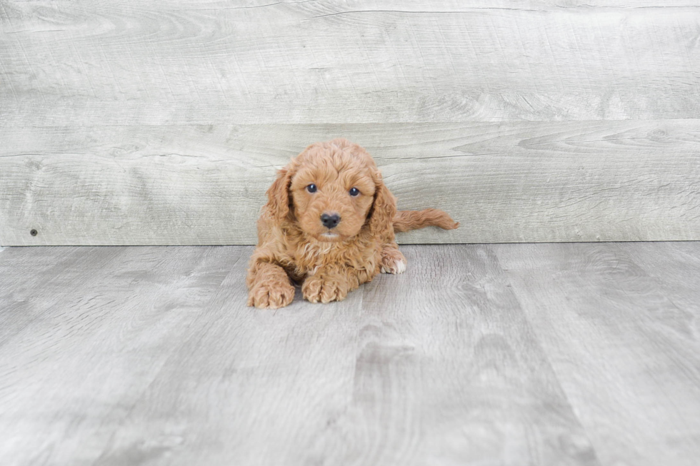 Sweet Cavapoo Baby