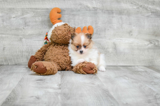 Adorable Pomeranian Purebred Puppy