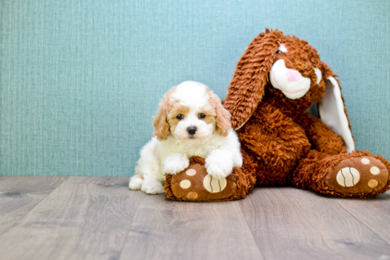 Hypoallergenic Cavoodle Poodle Mix Puppy