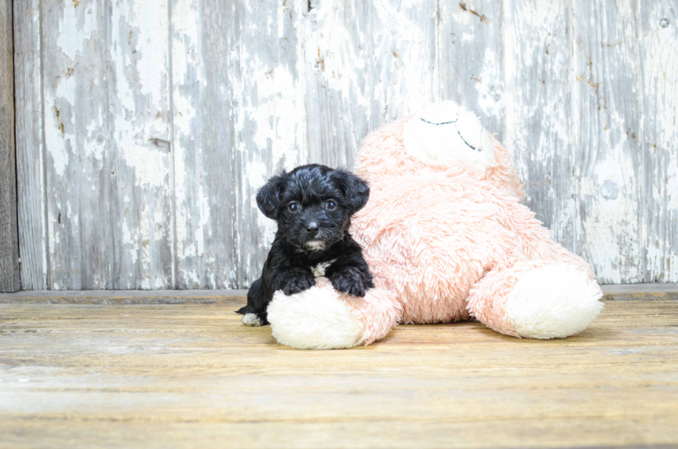 Fluffy Morkie Designer Pup