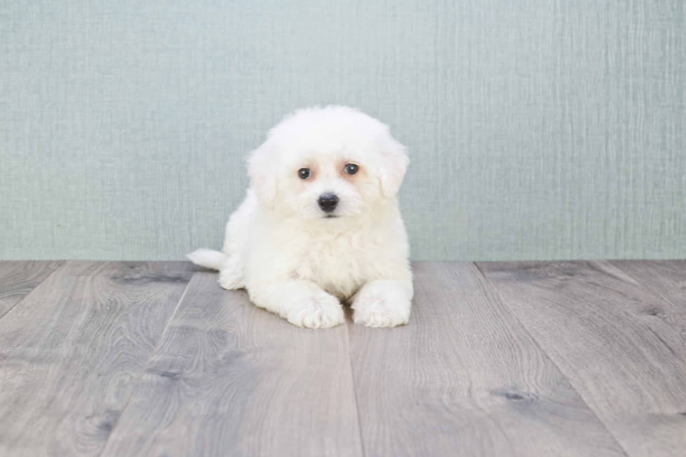 Akc Registered Bichon Frise Baby