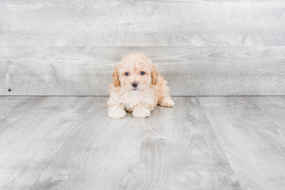 Happy Maltipoo Baby