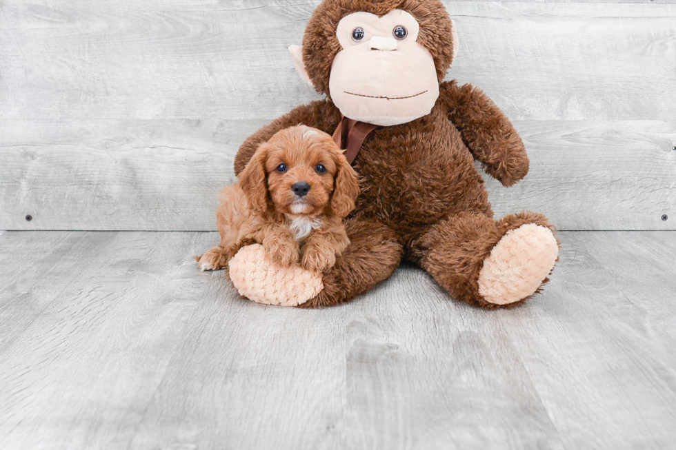 Small Cavapoo Baby