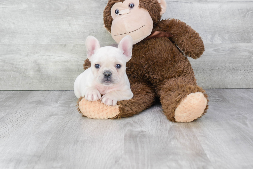 French Bulldog Pup Being Cute