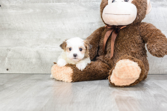 Morkie Pup Being Cute