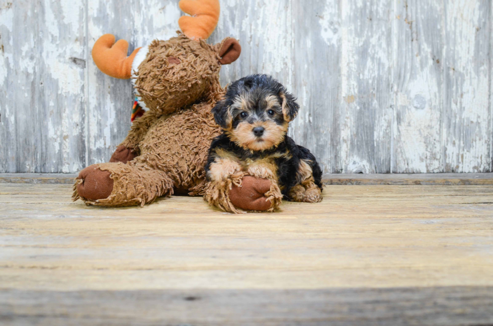 Yorkie Poo Pup Being Cute