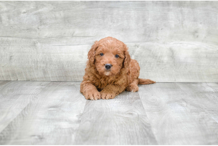 Mini Goldendoodle Puppy for Adoption