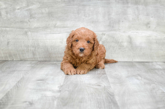 Mini Goldendoodle Puppy for Adoption