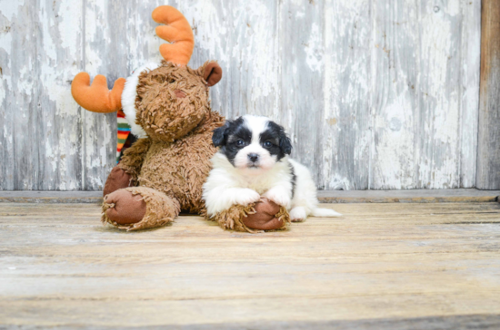 Teddy Bear Puppy for Adoption