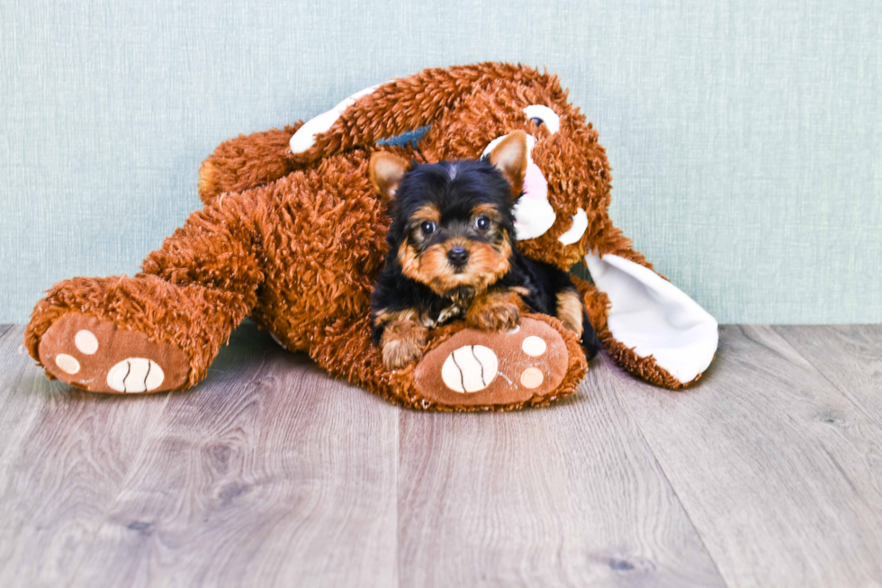 Meet Beckham - our Yorkshire Terrier Puppy Photo 