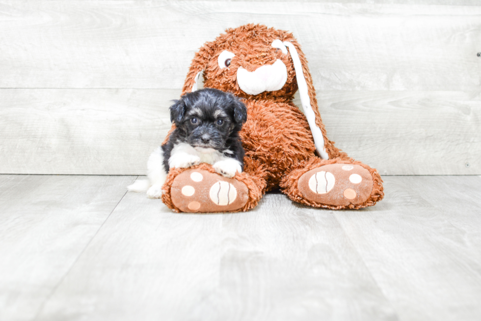 Havanese Pup Being Cute