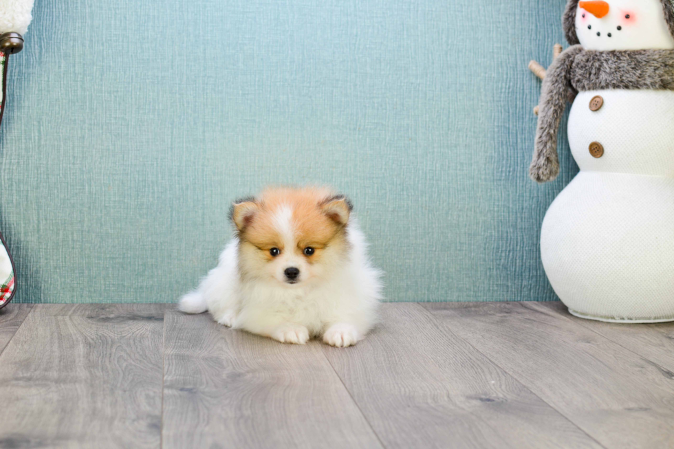 Fluffy Pomeranian Purebred Puppy