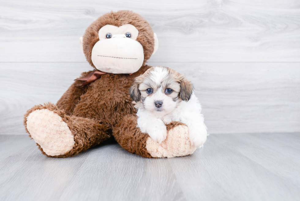 Popular Teddy Bear Designer Pup