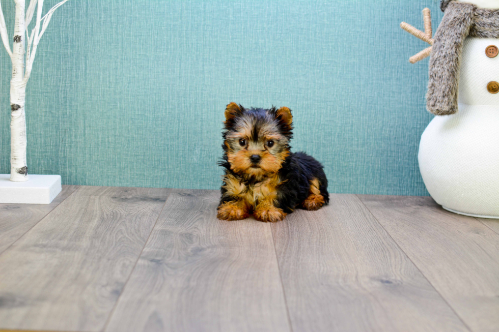 Meet Micro-Teacup-Giselle - our Yorkshire Terrier Puppy Photo 