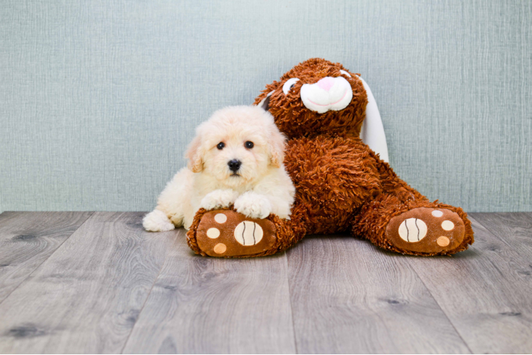 Maltipoo Pup Being Cute