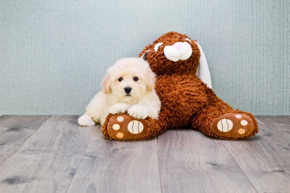 Maltipoo Pup Being Cute