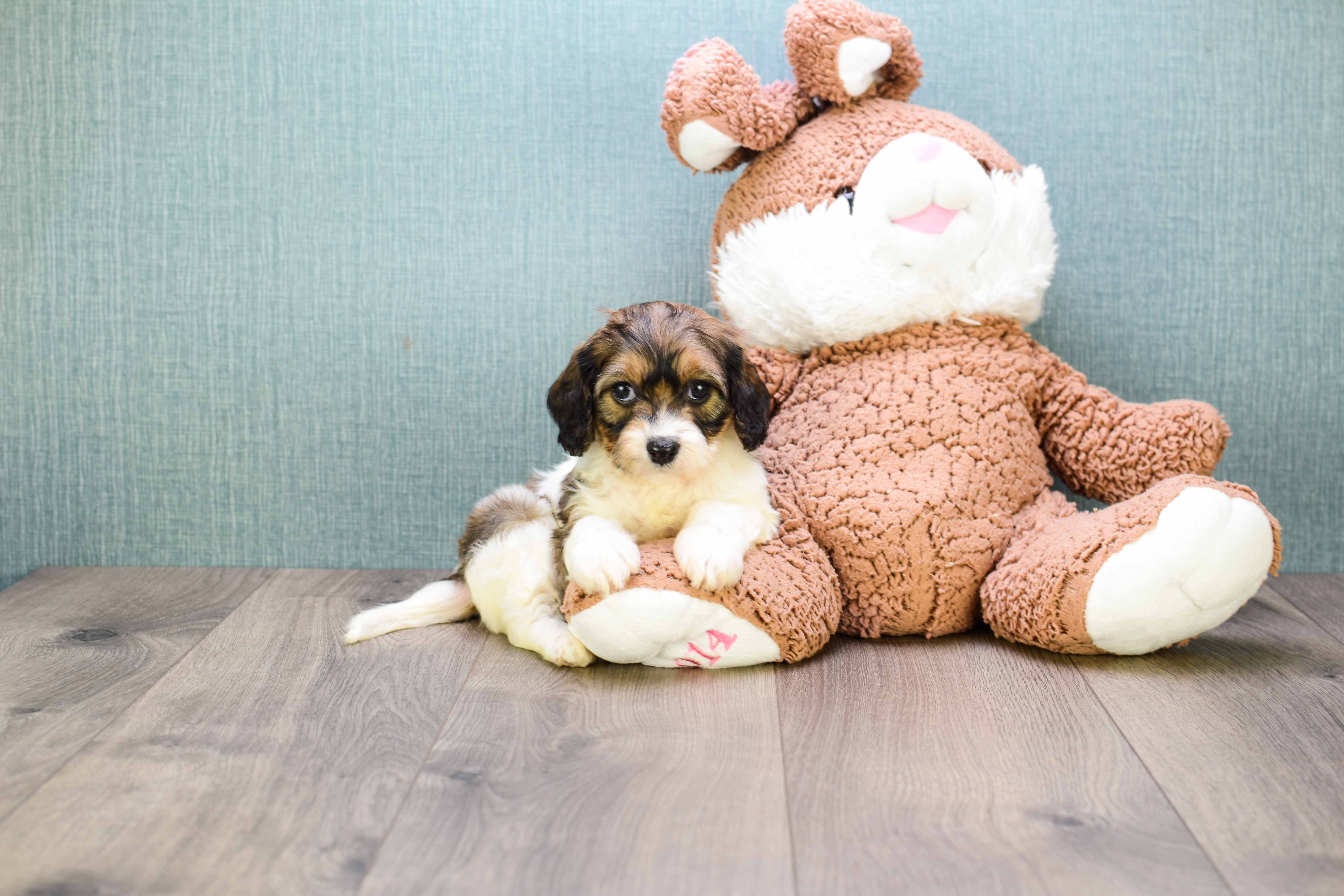 Small Cavachon Baby