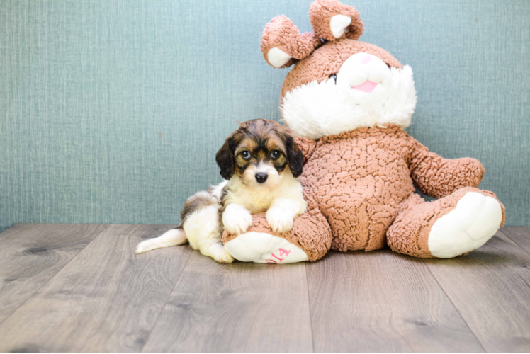 Small Cavachon Baby