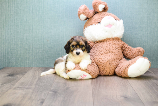 Small Cavachon Baby