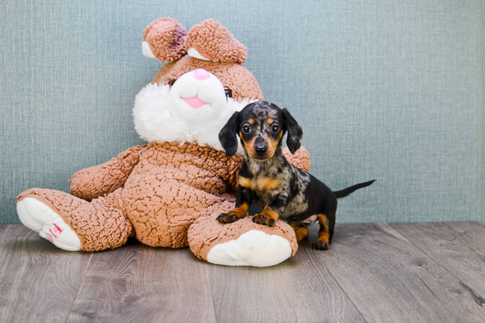 Cute Dachshund Purebred Pup