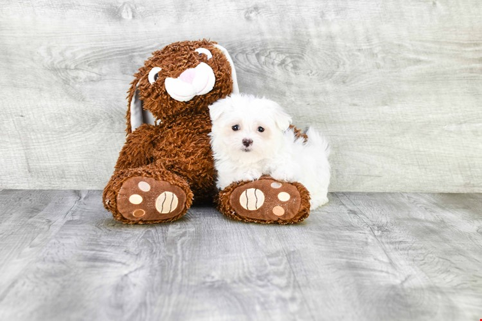 Maltipoo Puppy for Adoption