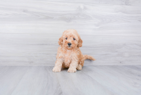 Mini Goldendoodle Puppy for Adoption