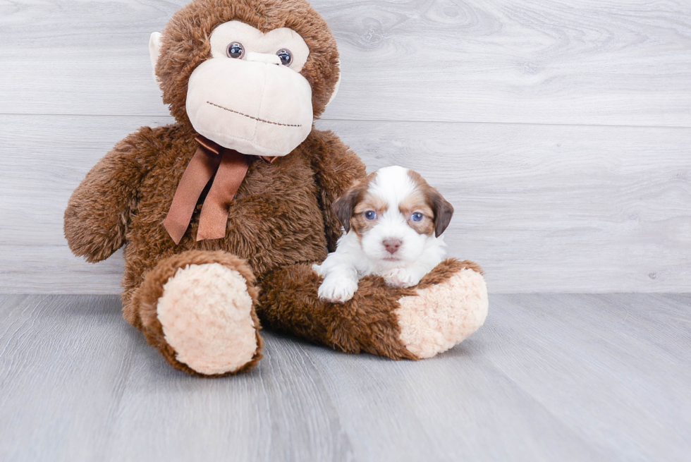 Hypoallergenic Shichon Designer Puppy
