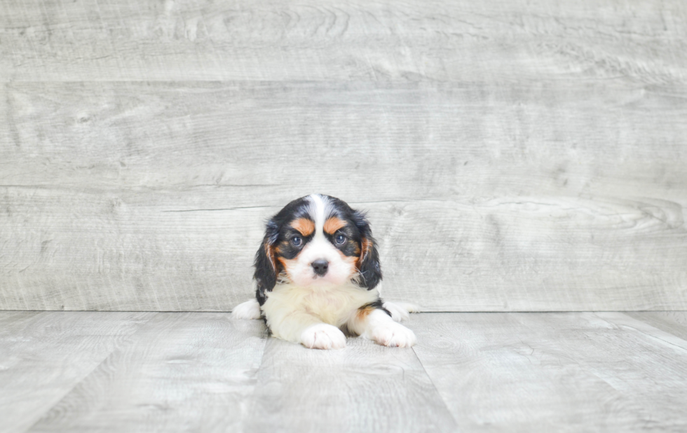 Smart Cavalier King Charles Spaniel Purebred Puppy