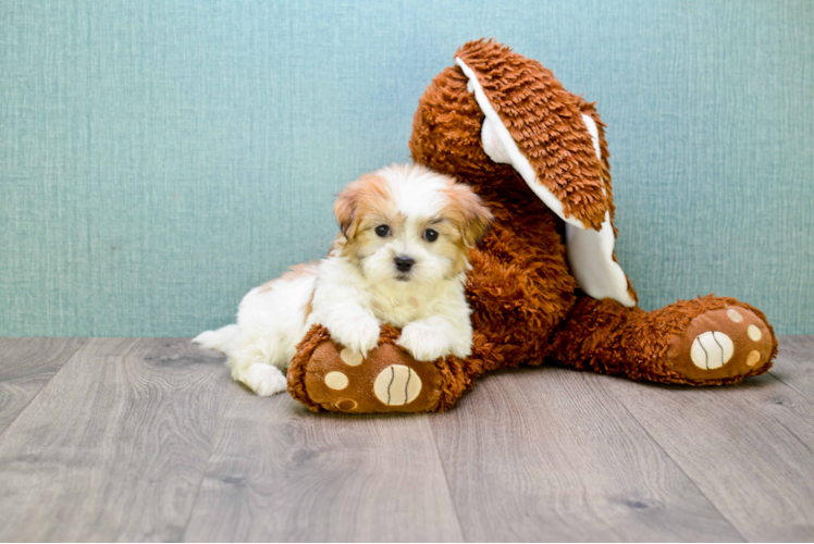 Teddy Bear Pup Being Cute