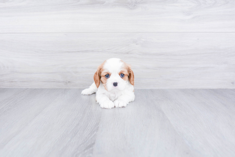 Cavalier King Charles Spaniel Pup Being Cute