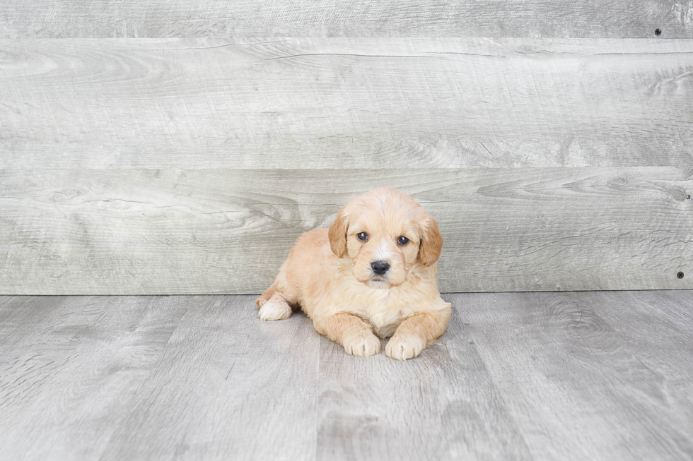 Best Mini Goldendoodle Baby