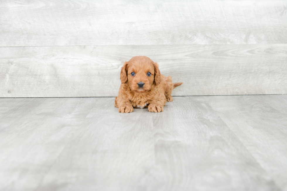 Best Cavapoo Baby