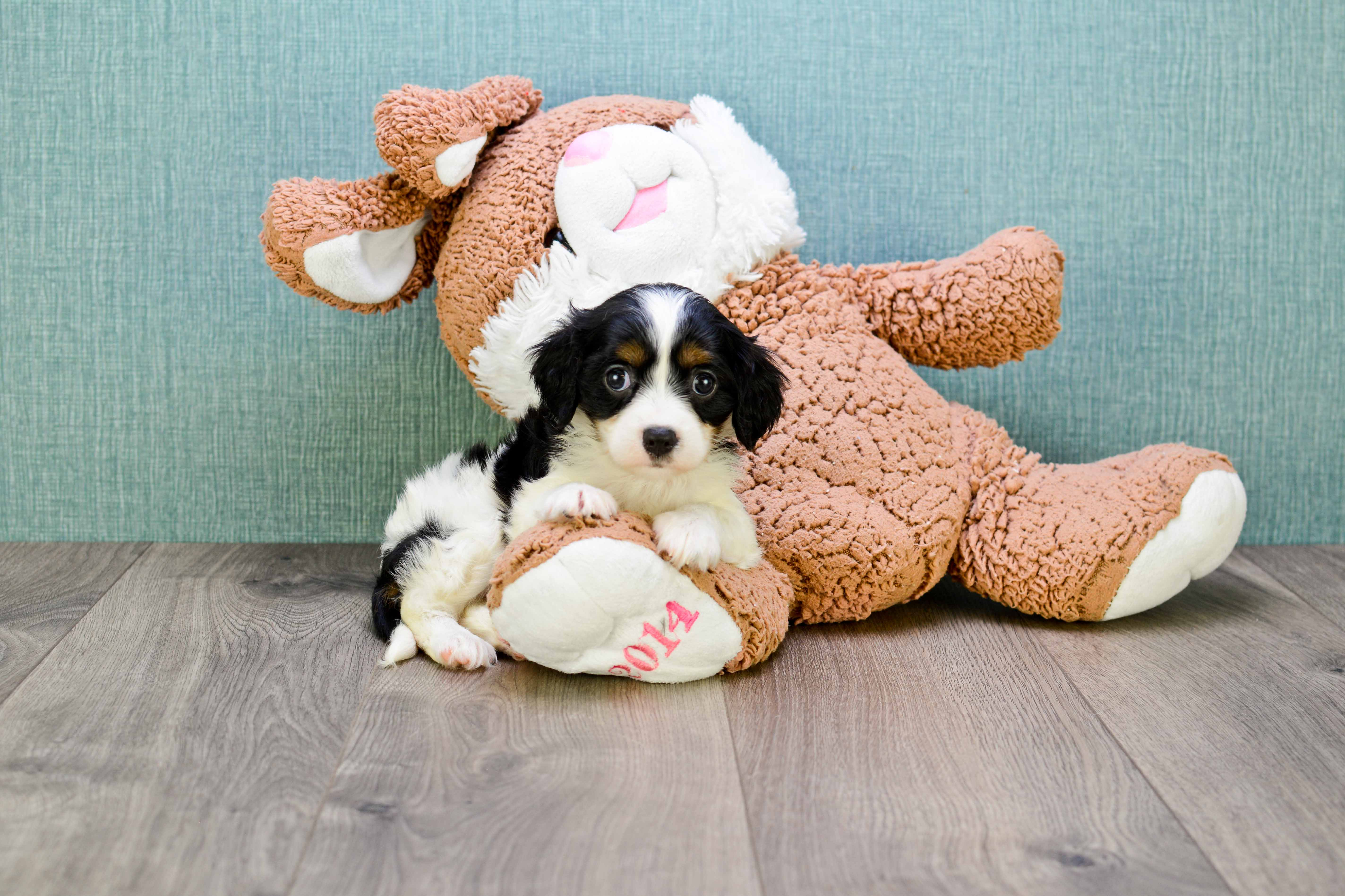 Petite Cavachon Designer Pup