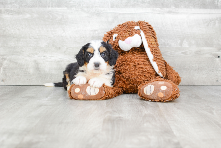 Fluffy Mini Bernedoodle Poodle Mix Pup