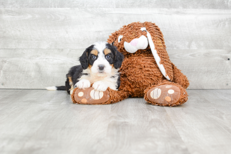 Fluffy Mini Bernedoodle Poodle Mix Pup