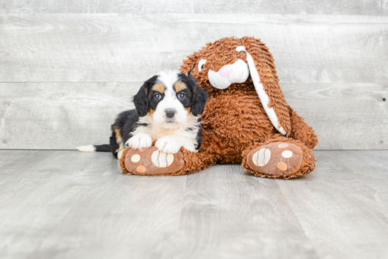 Fluffy Mini Bernedoodle Poodle Mix Pup