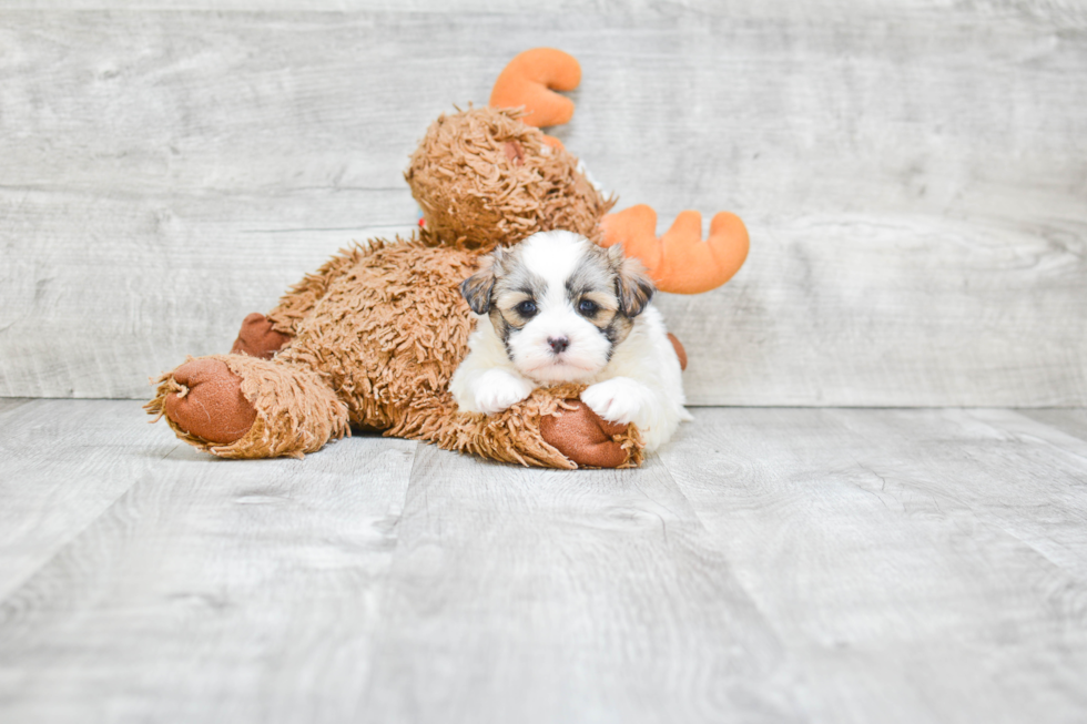 Teddy Bear Pup Being Cute