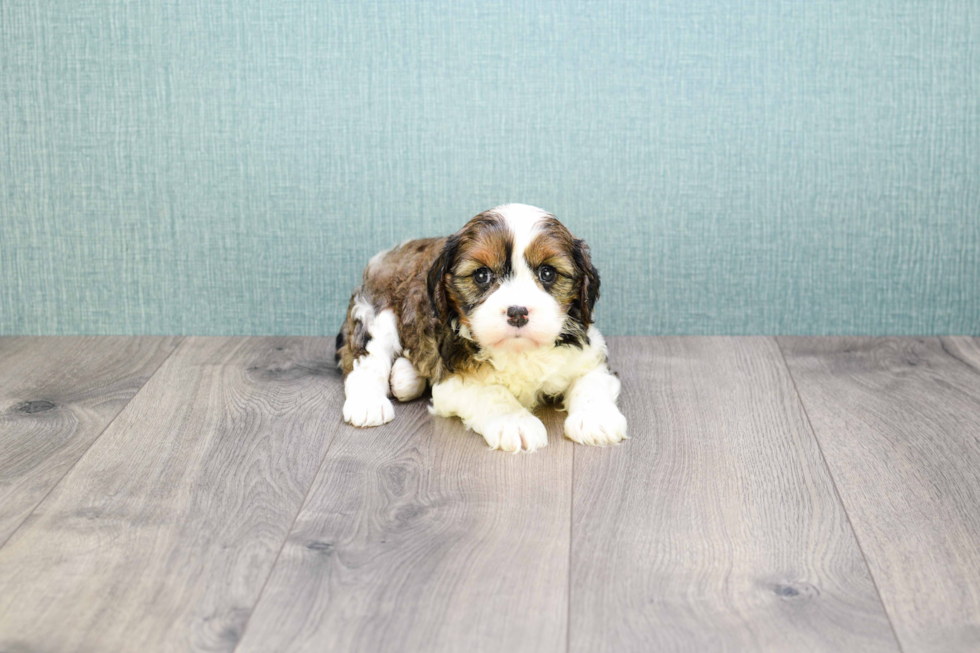 Meet Carly - our Cavachon Puppy Photo 