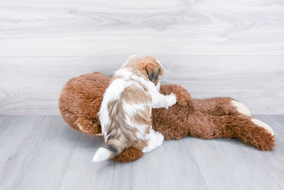 Teddy Bear Pup Being Cute