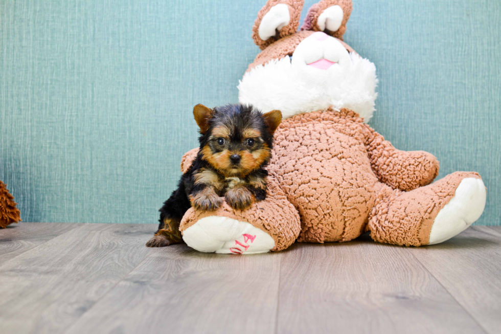 Meet Little Bambino  - our Yorkshire Terrier Puppy Photo 