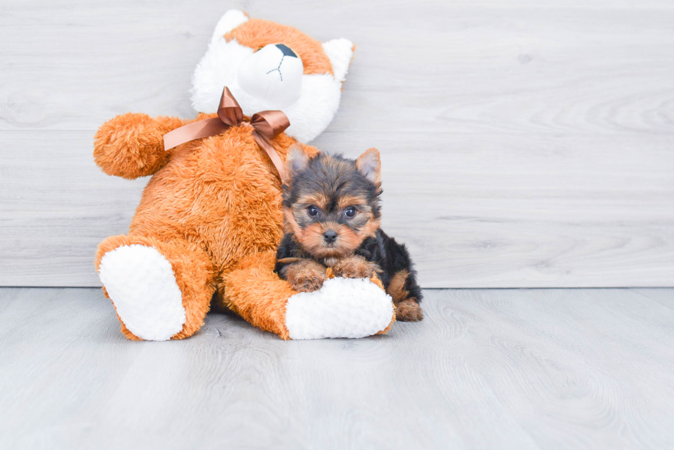 Meet Winnie - our Yorkshire Terrier Puppy Photo 