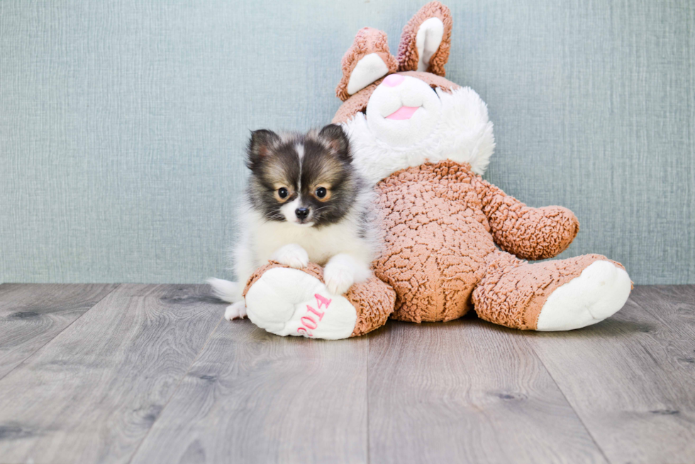 Friendly Pomeranian Baby