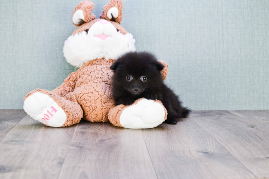 Friendly Pomeranian Baby