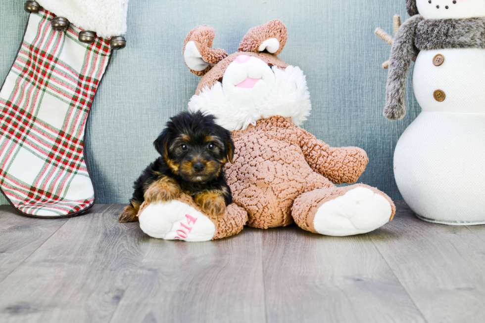 Meet Snickers - our Yorkshire Terrier Puppy Photo 