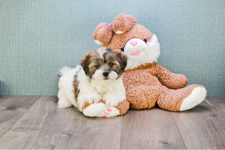 Friendly Teddy Bear Baby