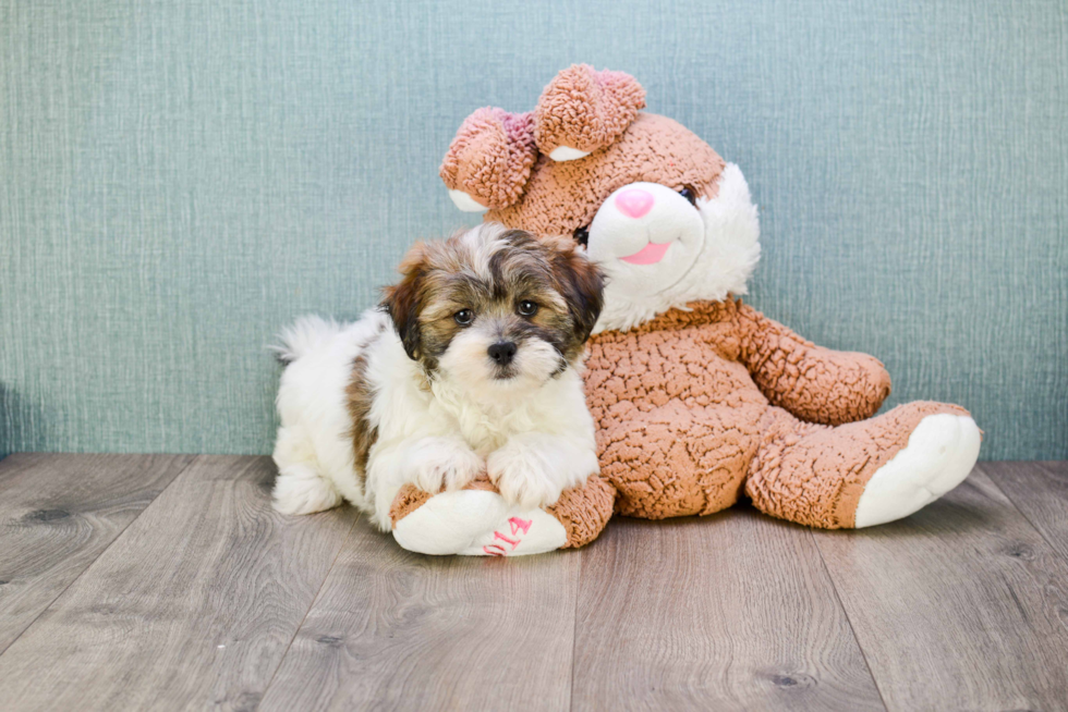 Friendly Teddy Bear Baby