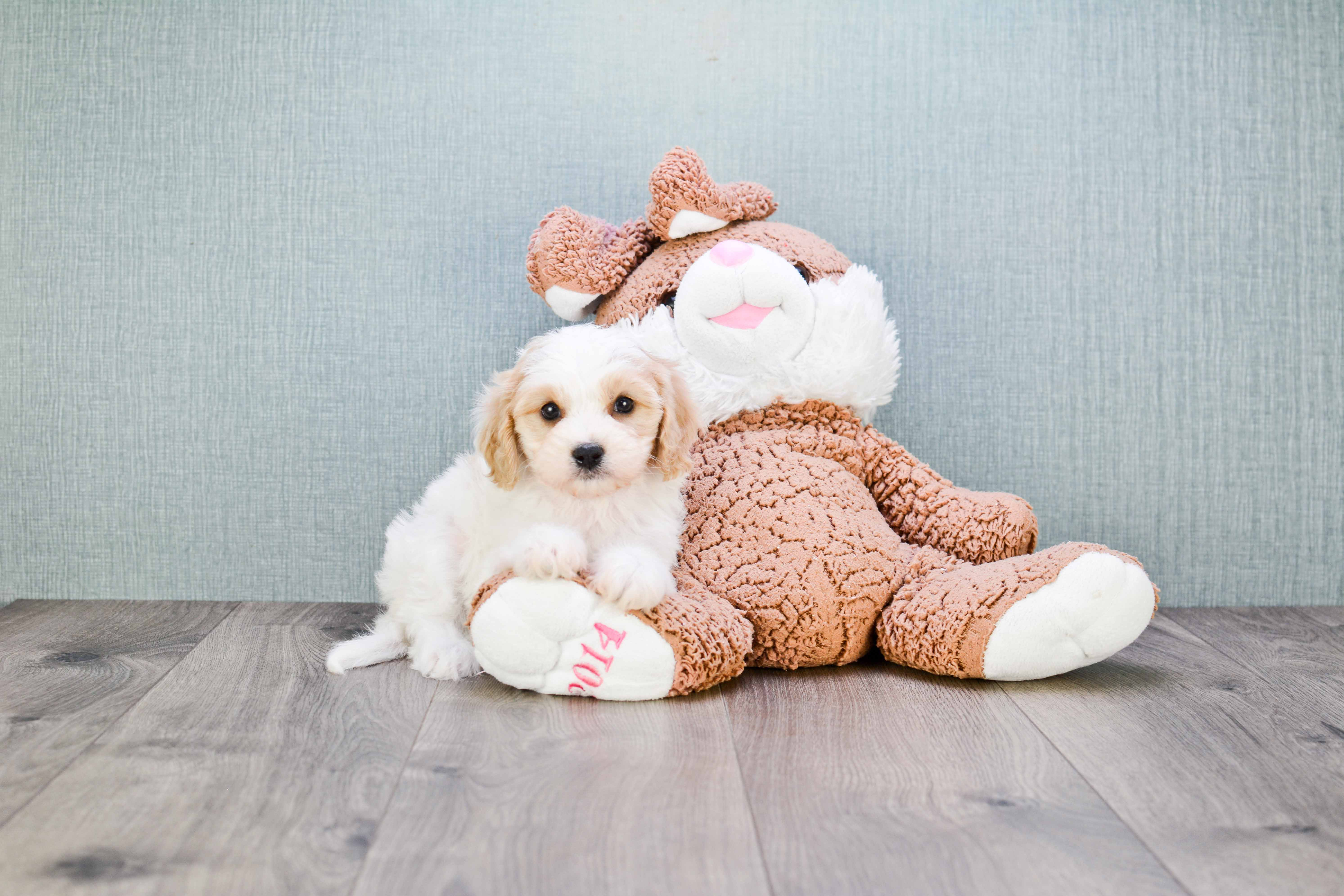 Fluffy Cavachon Designer Pup