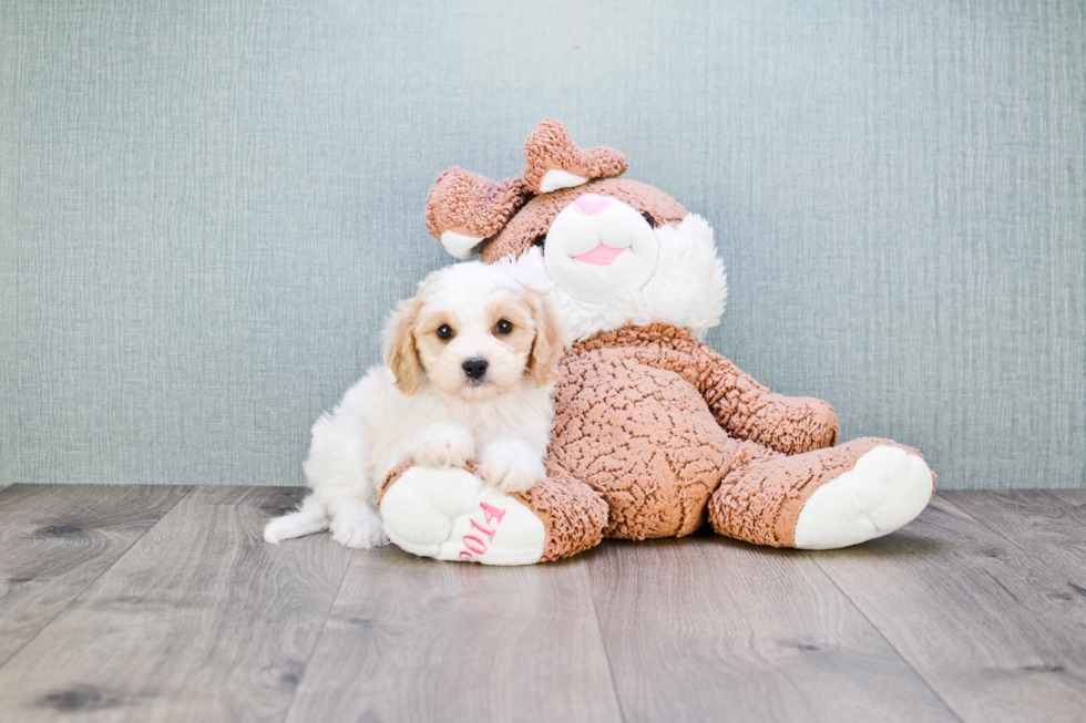 Fluffy Cavachon Designer Pup